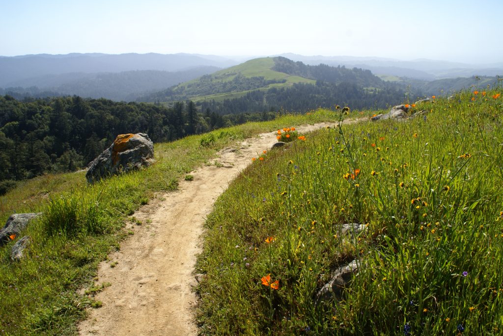 Russian ridge yr after fire David Baron