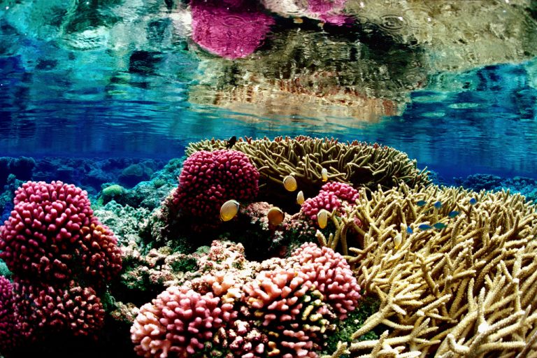 Fish attend coral in the coral reef ecosystem at Palmyra Atoll National Wildlife Refuge.