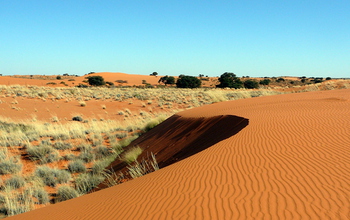 Without grasses to anchor the dunes in place, their sand grains blow in the wind. Credit: Paolo D'Odorico