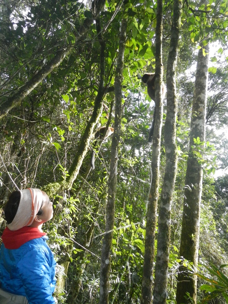 Onja Razafindratsima, a graduate student at Rice University, observes a lemur in a Madagascar rainforest. Razafindratsima led a three-year study to explore the relationship between lemurs and trees. Lemurs eat the fruit and spread its seeds far from the parent tree. Credit, Onja Razafindratsima/Rice University.