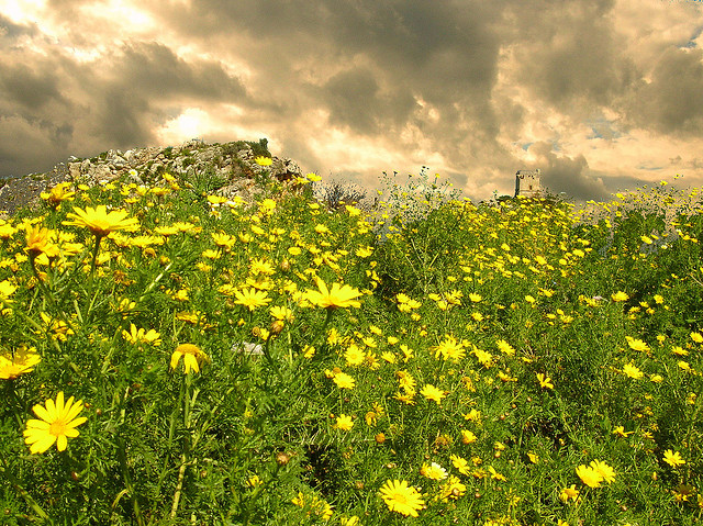 Wildflowers dominate a rocky hill on Sicily, where oak and olive tree forests once flourished. Credit, Paolo Macorig, Flikr.