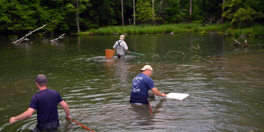 Schuler (lower left), Rick Relyea (upper middle), and Bill Hintz (lower right) survey Lake George for invasive banded and Chinese mystery snails. Credit, Brian Mattes.