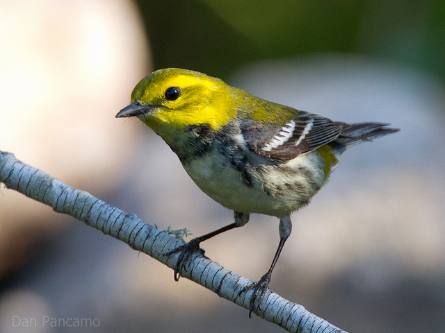 A black-throated green warbler. Credit, Dan Pancamo.