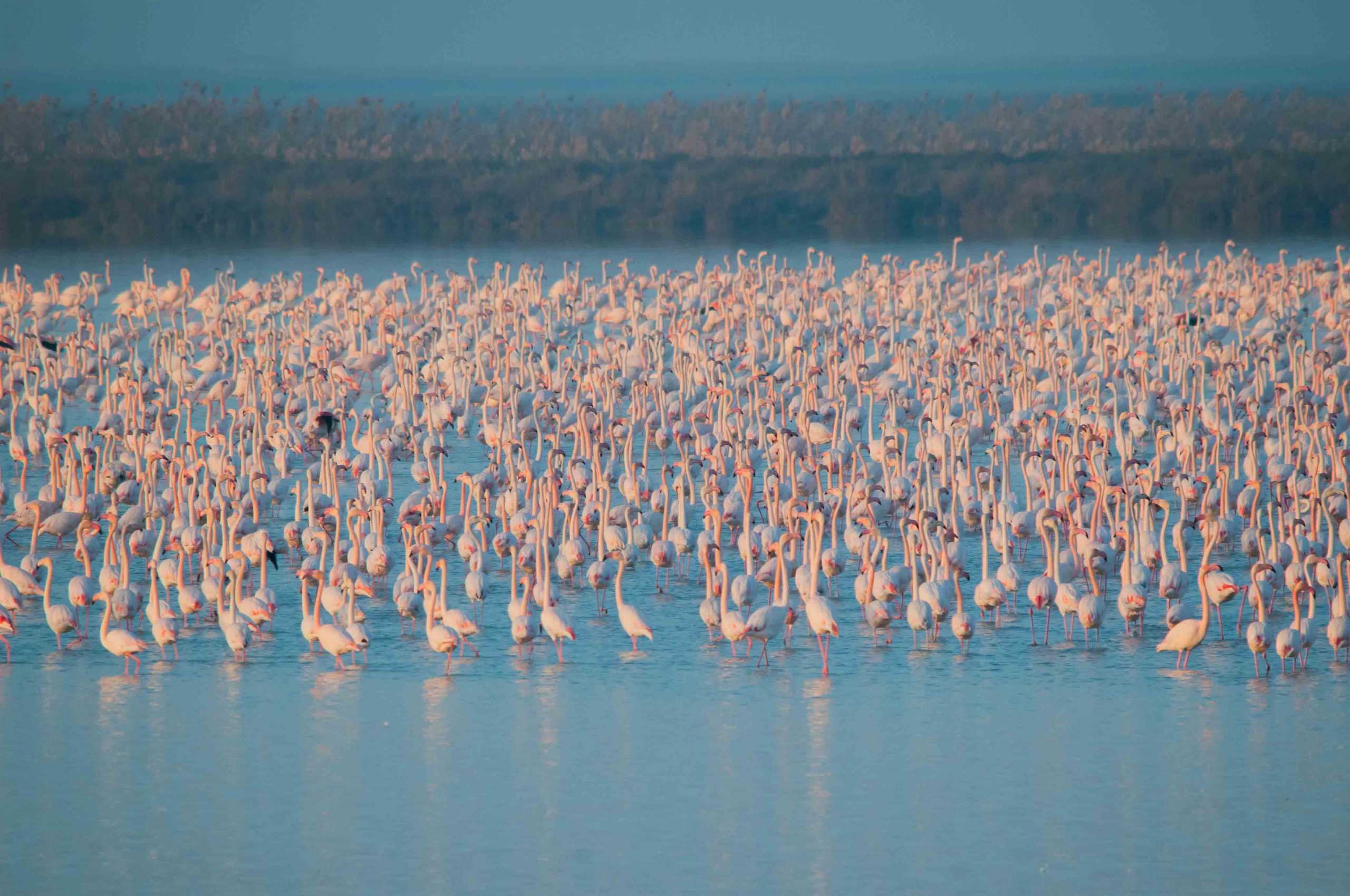 A flock of greater flamingos in the Doñana wetlands, where up to 30,000 are recorded, making them a major ecotourism attraction. Doñana is Europe’s most important wetland for waterfowl. Credit: Rubén Rodríguez, EBD-CSIC