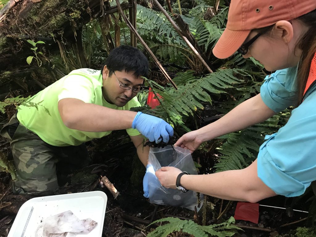  A field technician deposits a handful of soil into a plastic bag held by another field technician. They are kneeling in a damp, mossy environment surrounded by ferns and other plants. 