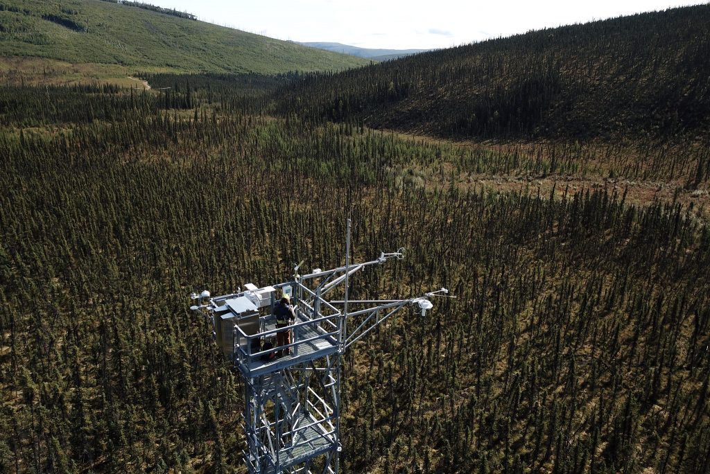 A large metal observatory rises above a swath of evergreen trees in a mountainous landscape. Some of the trees appear to be charred from fire. A field technician wearing a helmet and other gear stands on top of the metal tower, their back to the camera.  