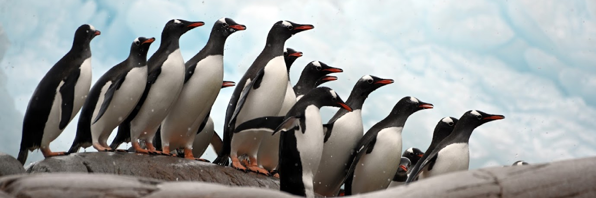 a group of Gentoo penguins in Antarctica, photo credit Shahid Naeem