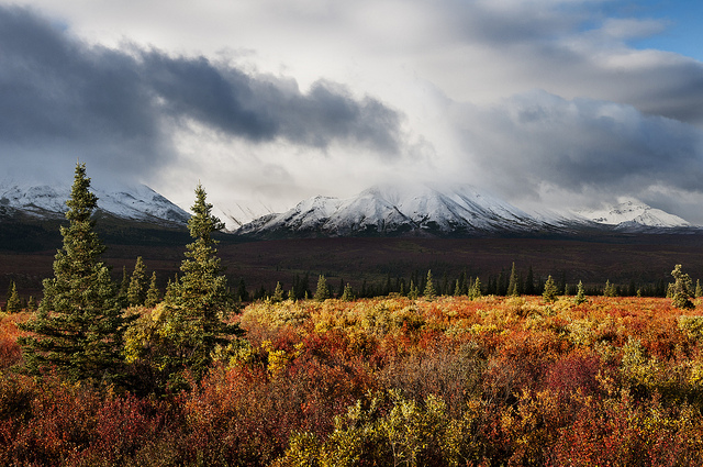 Reds and golds of Fall. Broadleaf shrubs flame around the ever-green of conifers in the Toklat basin ecoregion of Denali National Park. Credit, Tim Rains, Denali National Park and Preserve, 2011.