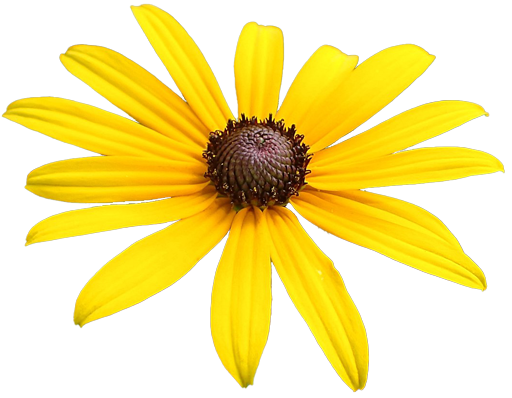 A black eyed-susan