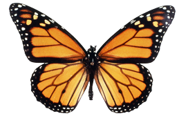 A monarch butterfly.