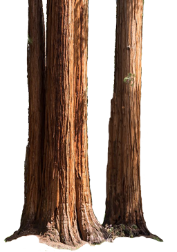 Sequoia Trees.