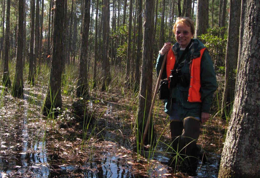 A woman stands in ankle deep water with a walking stick and binoculars among evergreens.