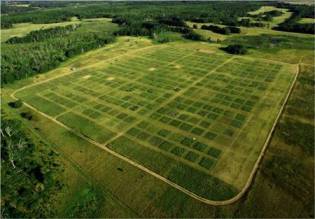 Cedar Creek's 15-acre biodiversity plots