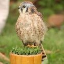 UMN Raptor Center, photo courtesy of Jeff Fischer