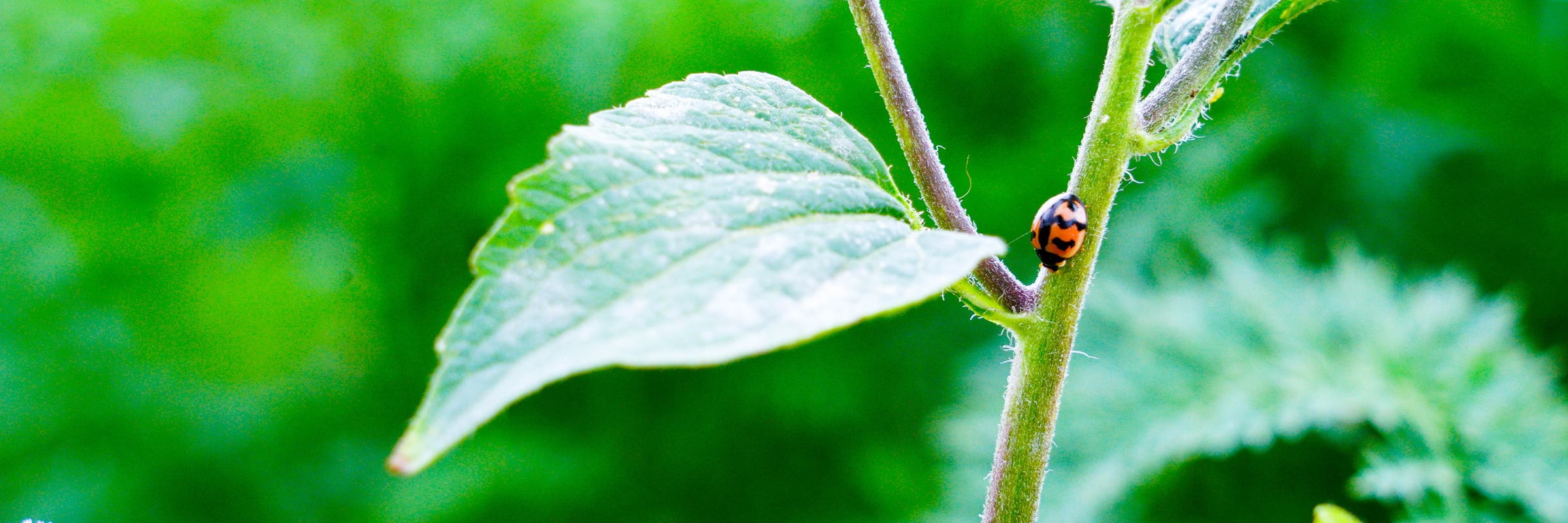 A lady bug crawls along a green leaf.