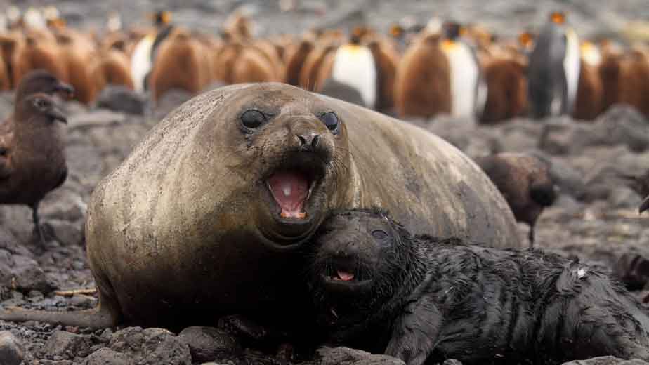 A mother seal tends her pup.