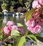 Japanese Friendship Garden