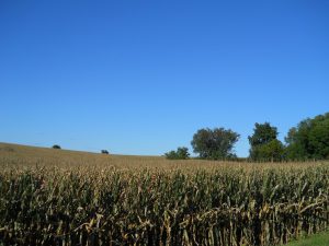 walnut_tree_agricultural_site76