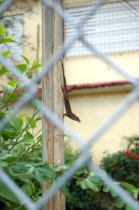 urban_anolis_cristatellus-1