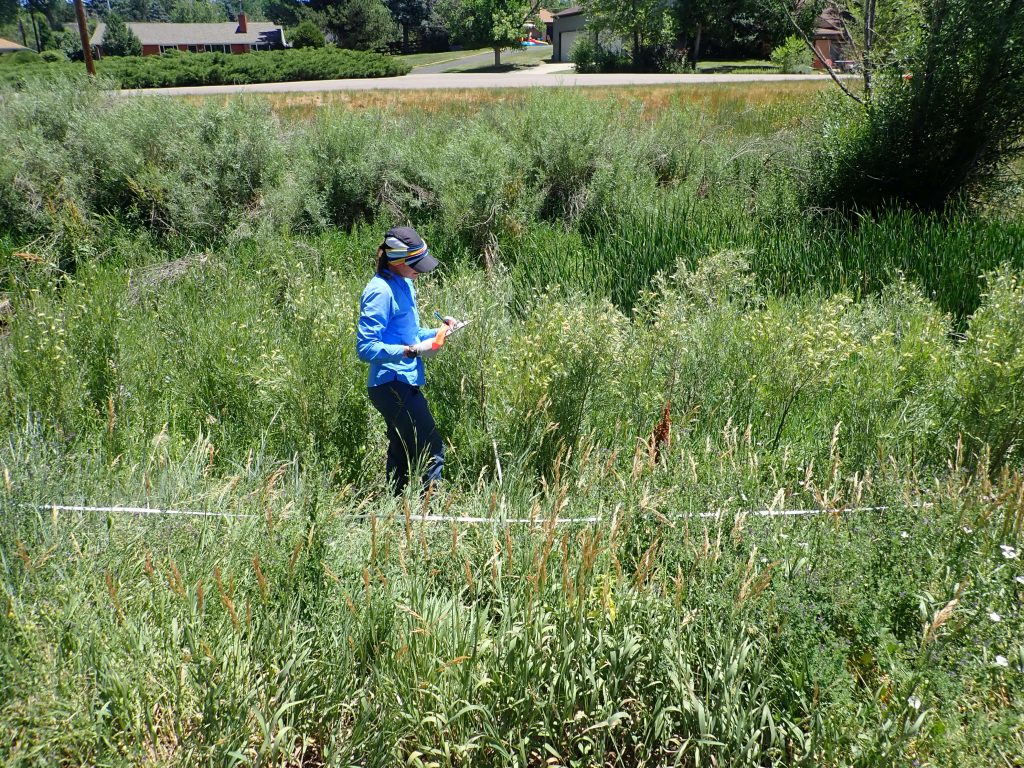 An ecologist surveys storm water vegetation in the field to generate data.