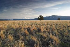 Butte Valley, image of grasslands with two trees in background