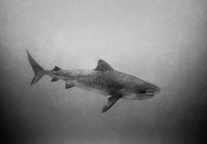 A tiger shark (Galeocerdo cuvier) photographed by Wayne Levin in Hawaiian waters.