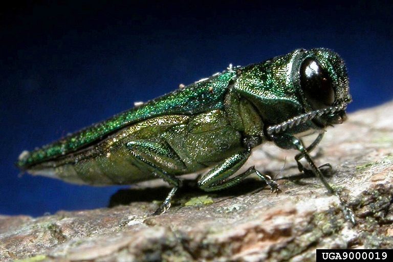 An adult emerald ash borer (Agrilus plantipenis). Credit, K Oten.