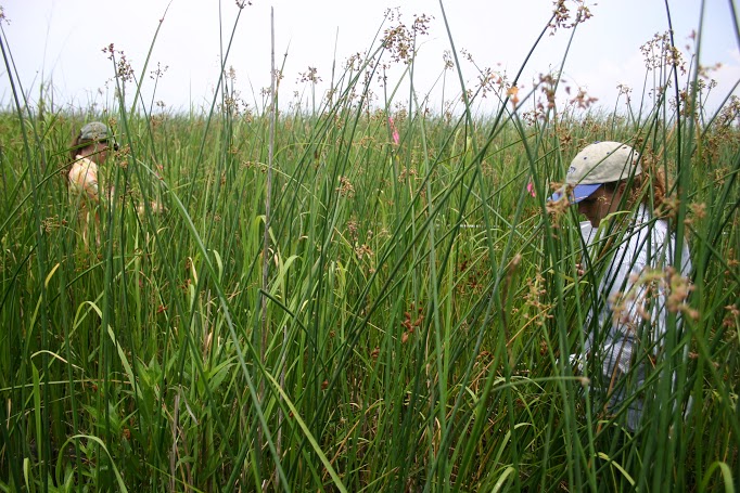 big cordgrass saltmarsh