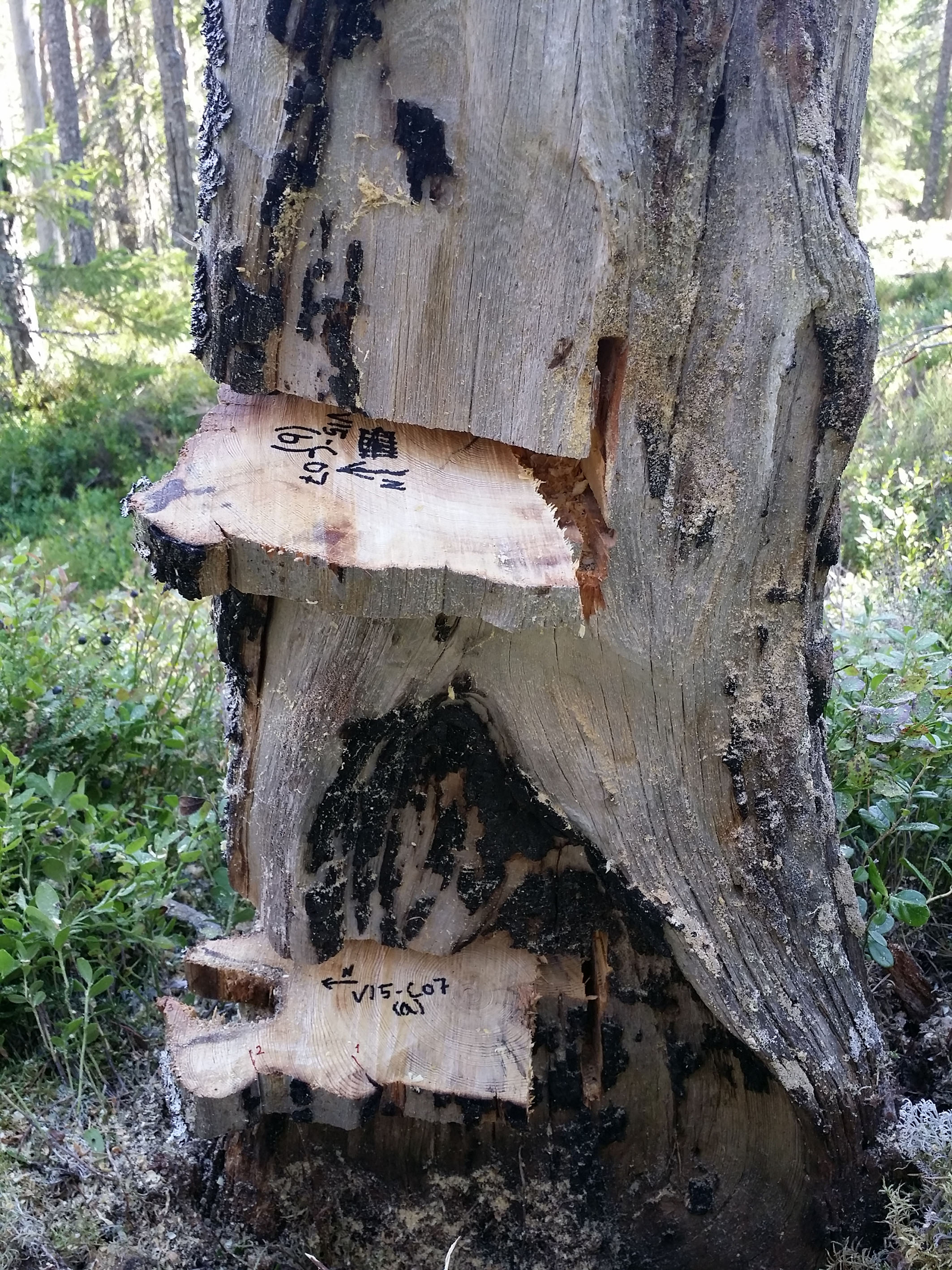 Climate, human activities, and increasing timber prices have affected the number and total area covered by forest fires in Trillemarka-Rollagsfjell Nature Reserve throughout history. This image shows a pine stump showing wounds after forest fires in 1590 and 1631 (lower slab), and in 1684 (upper slab). In total, the forest scientists collected 459 wooden samples like these, with all together 745 fire wounds spanning 254 different forest fires. Photo credit: Jørund Rolstad, NIBIO.