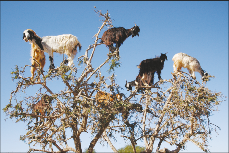 Goats grazing on an argan tree in southwestern Morocco. In the fruiting season, many clean argan nuts are spat out by the goats while chewing their cud. H Garrido/EBD-CSIC