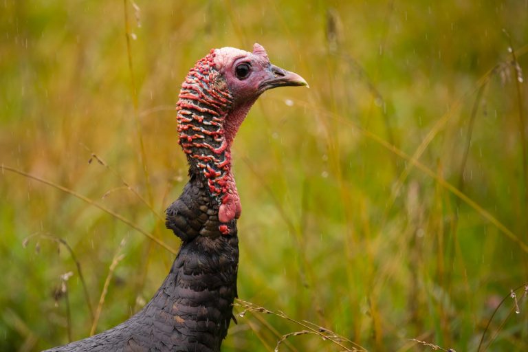 A wild turkey peers through rain in Great Smoky Mountains National Park, 6 Nov 2017. Credit: Lisa Hupp/USFWS