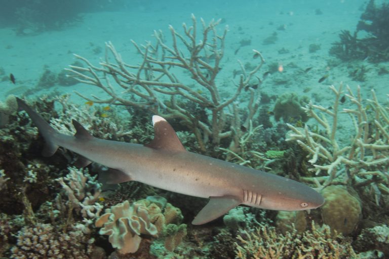 A shark hunts along the sea bed with coral and rocks.