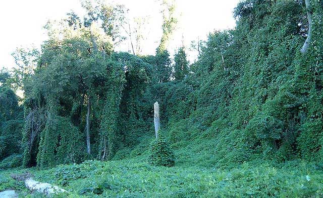 Trees covered in Kudzu.