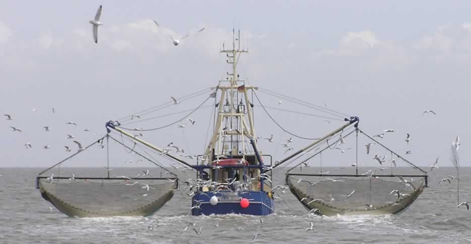 A fishing boat with nets out on both sides trawls for seafood with Sea Gulls following closely behind.