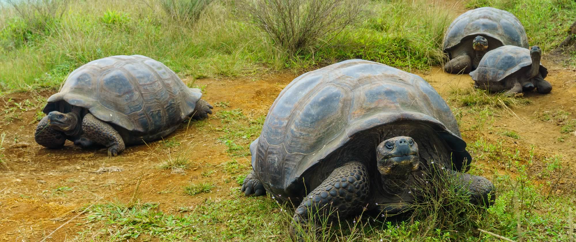 Four gian tortises walk toward the camera with a second group following beind in the background.