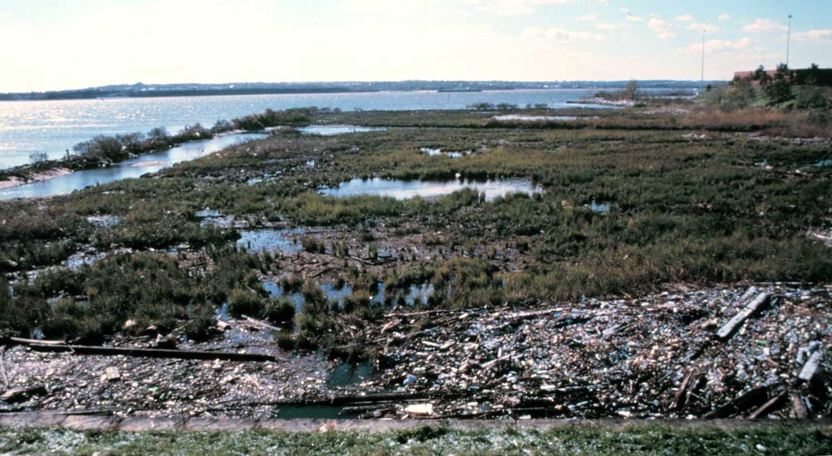 A wetland cleanup location is strewn with marine debris.