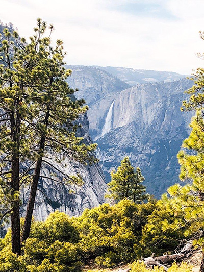 A portrait view of a valley includes tall trees in the foreground.