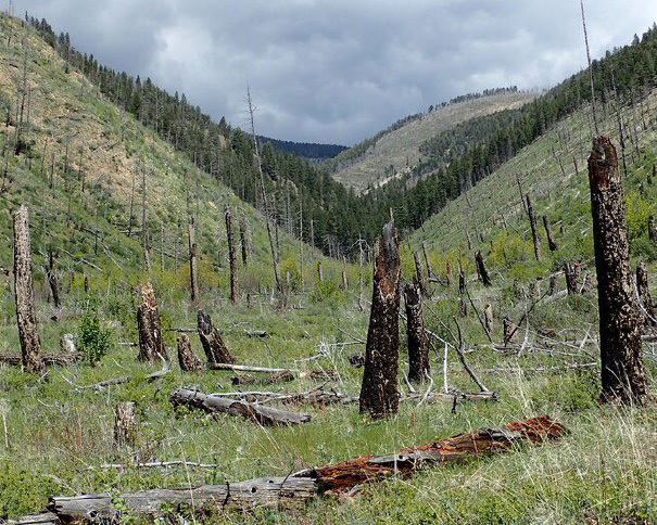 Charred tree trunks stand and lay fallen among green grass.