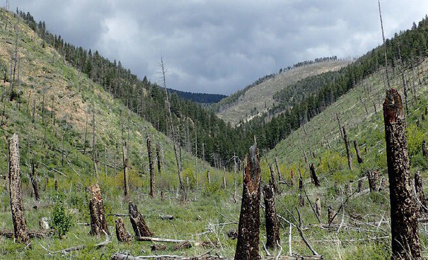 Charred trunks stand and lay fallen among green grasses in a mountainous landscape.