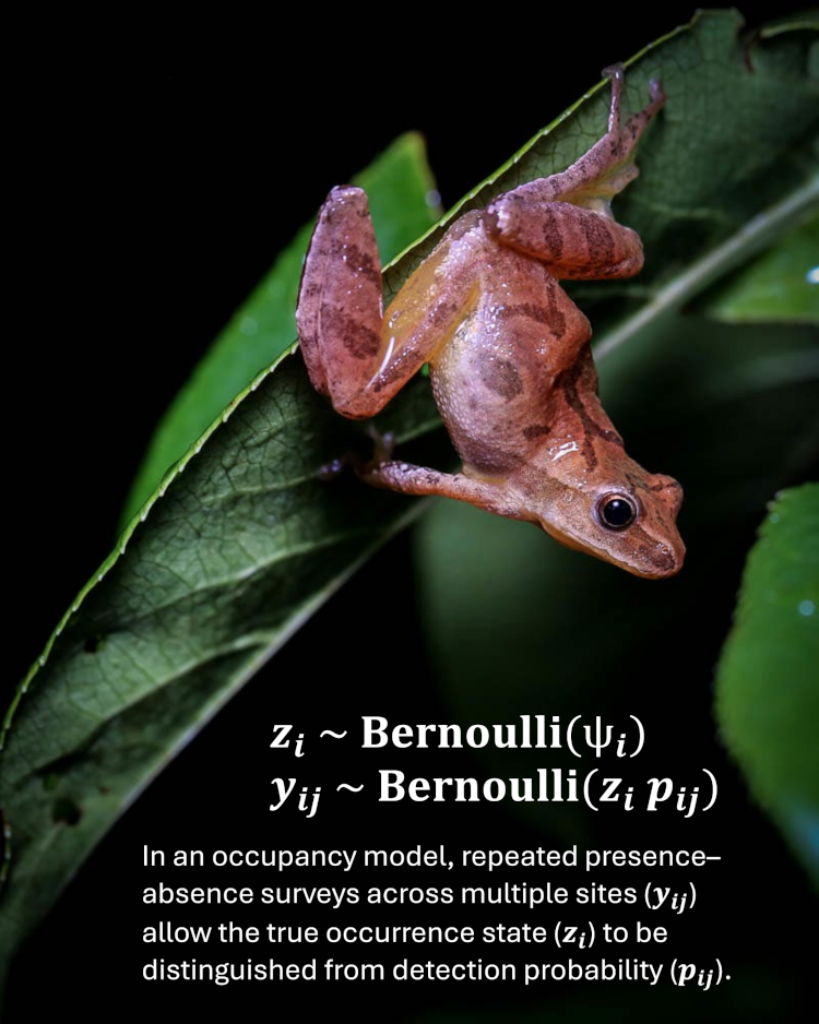 Featured image from "A Century of Statistical Ecology" collection, showing a frog and equations for parameterization of an occupancy model.