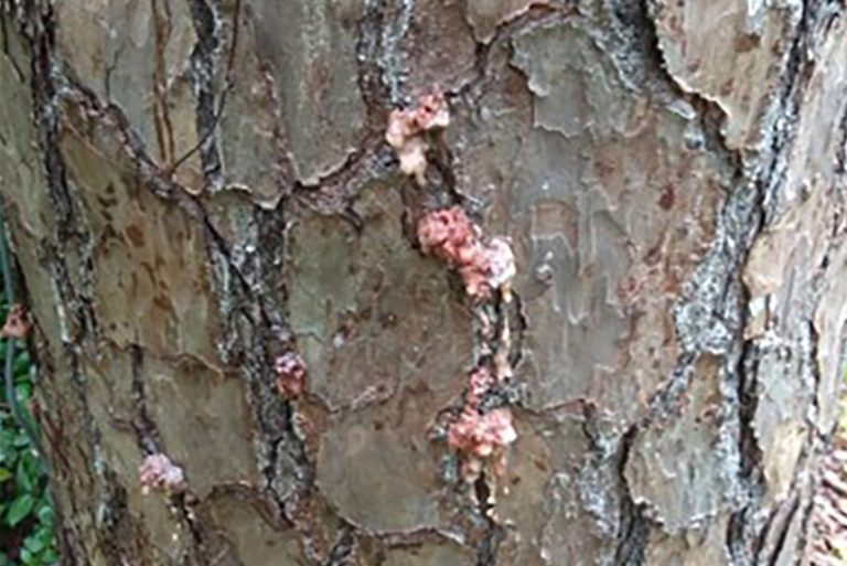 A close-up of pine bark oozing pitch from bark beetle damage.