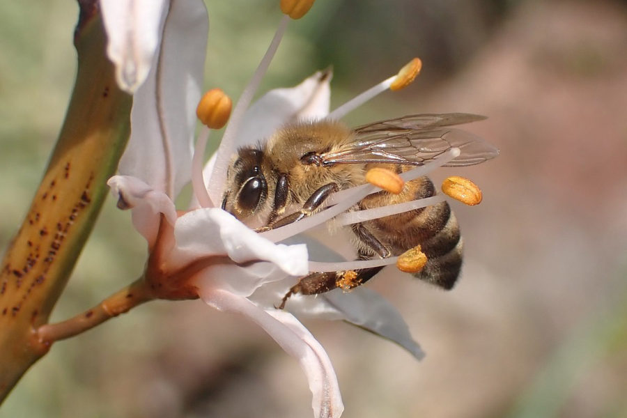 A honey bee visits a white flower.