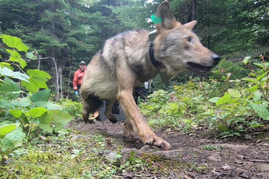 A radio-collared and ear-tagged wolf emerges from a cage and runs down a trail with a technician visible in the background.