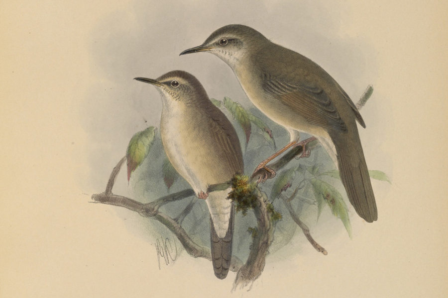 Drawing of two brown and white birds sitting on a branch