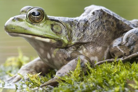 An American bullfrog