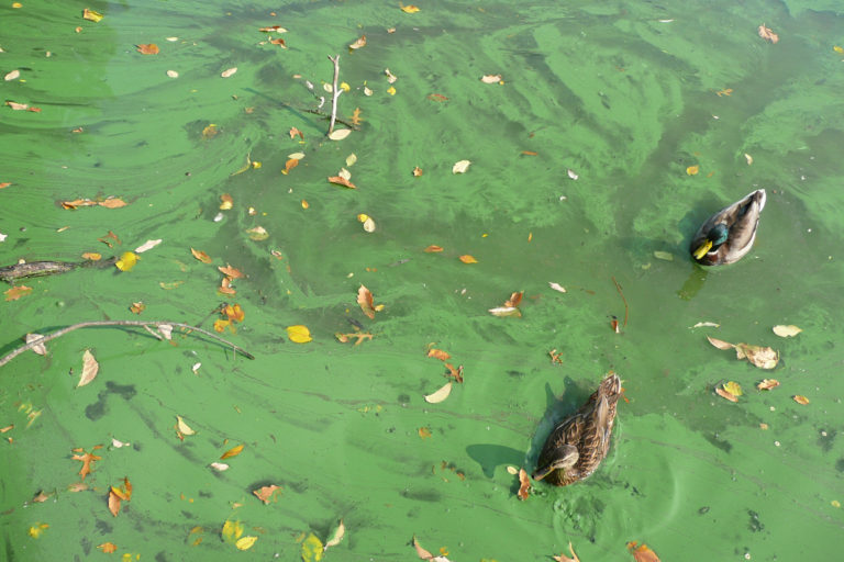 Ducks swim through thick algae.