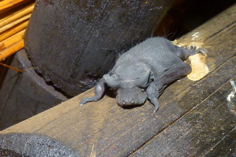 A bat clings to a log inside a human structure