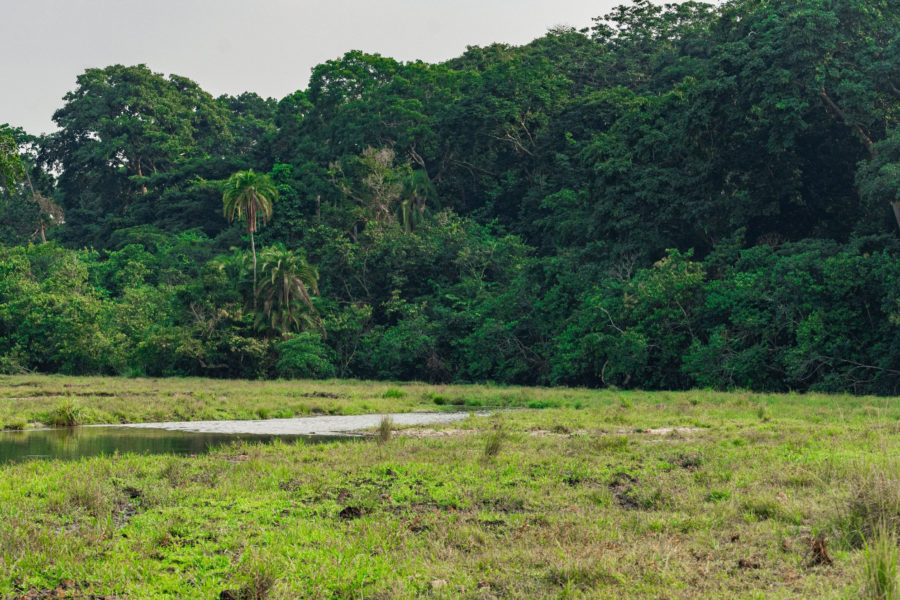 A grassy clearing with dense forest in the background.