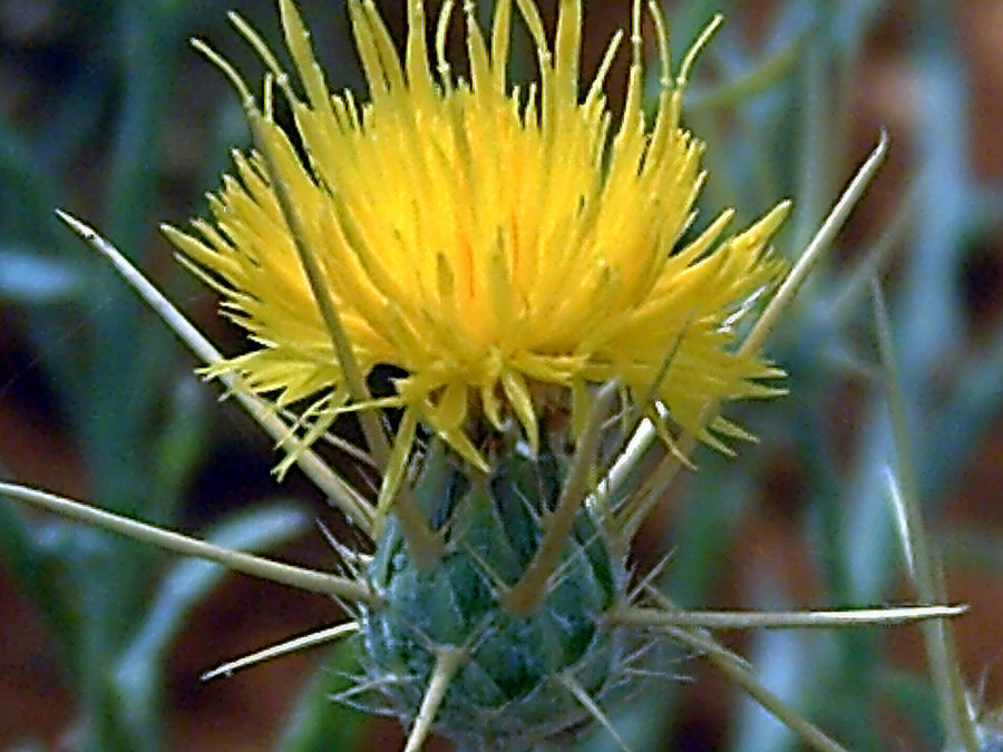 A yellow thistle