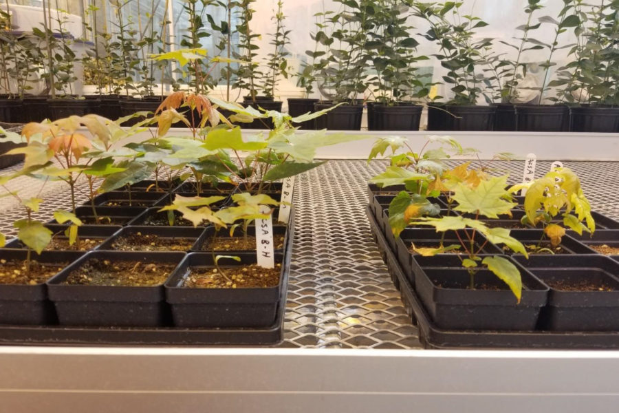 Two trays of potted tree seedlings on a shelf in a greenhouse.